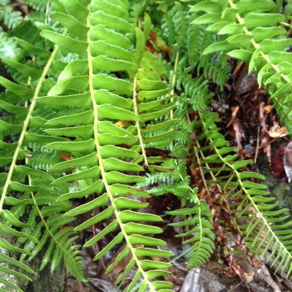 Polystichum imbricans Leaf