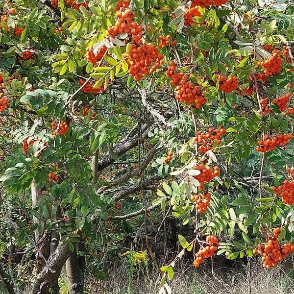 Sorbus aucuparia Fruit