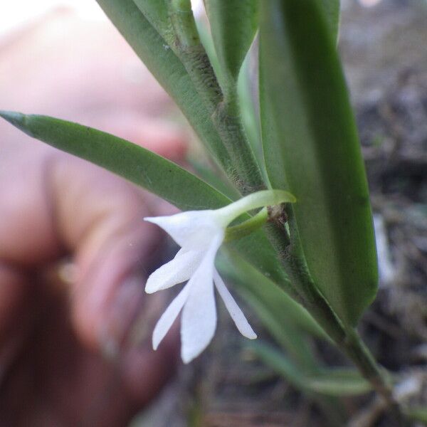 Afropectinariella pungens Flower