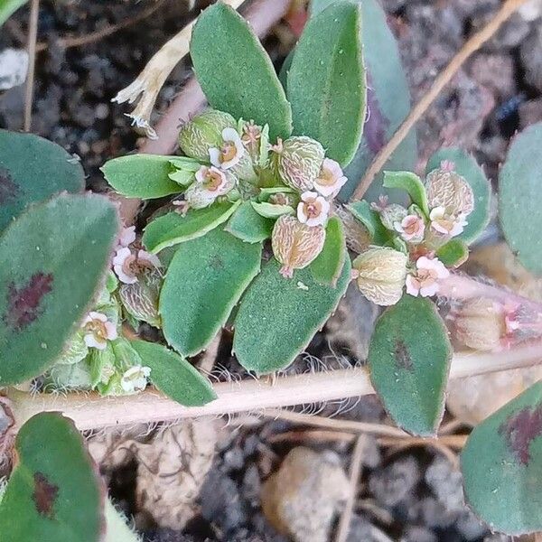 Euphorbia maculata 花