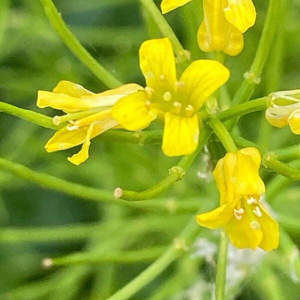 Barbarea verna Blomst