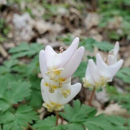 Dicentra cucullaria Bloem