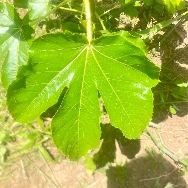Jatropha gossypiifolia Leaf