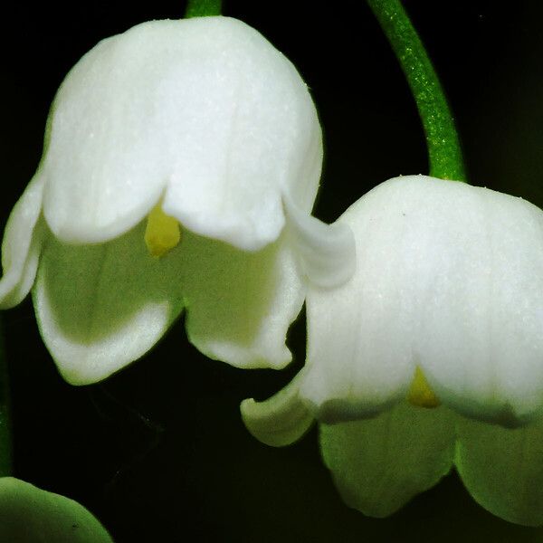 Convallaria majalis Blomma