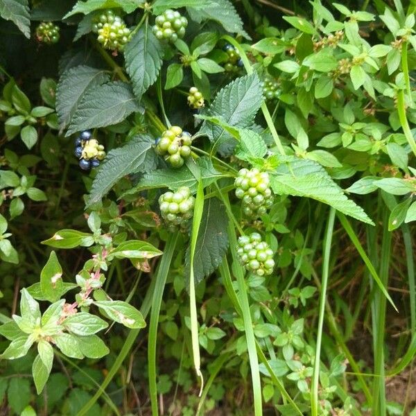 Lantana viburnoides Habitatea