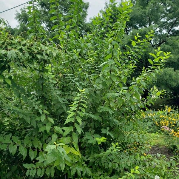 Chimonanthus praecox Habit