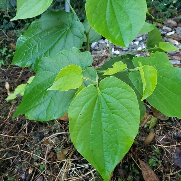 Piper marginatum Feuille