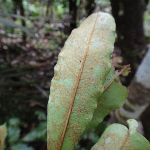 Pittosporum verrucosum 葉