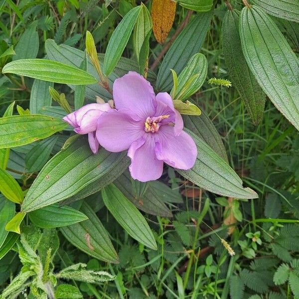 Melastoma malabathricum Цветок