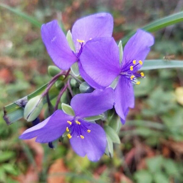 Tradescantia occidentalis Fiore