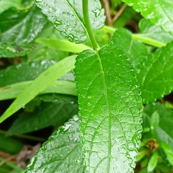 Stachys palustris Lapas