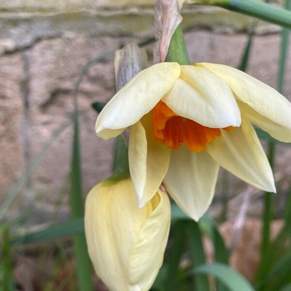 Narcissus tazetta ফুল