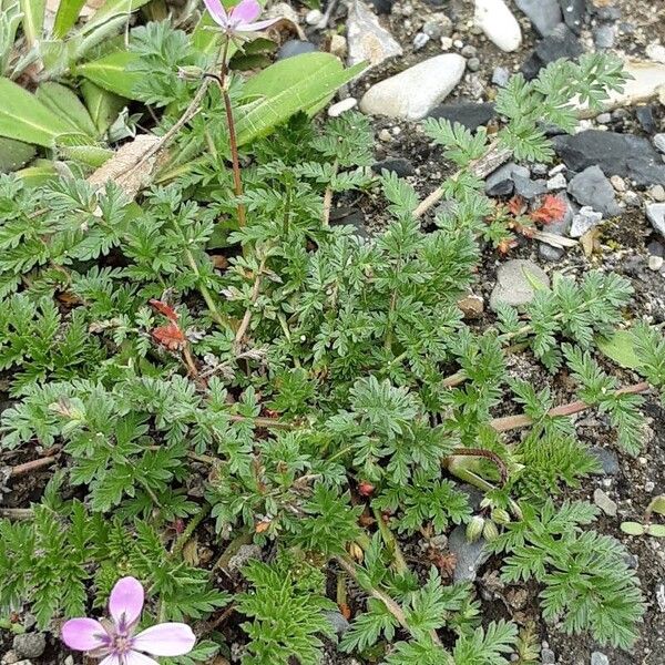 Erodium cicutarium Folio