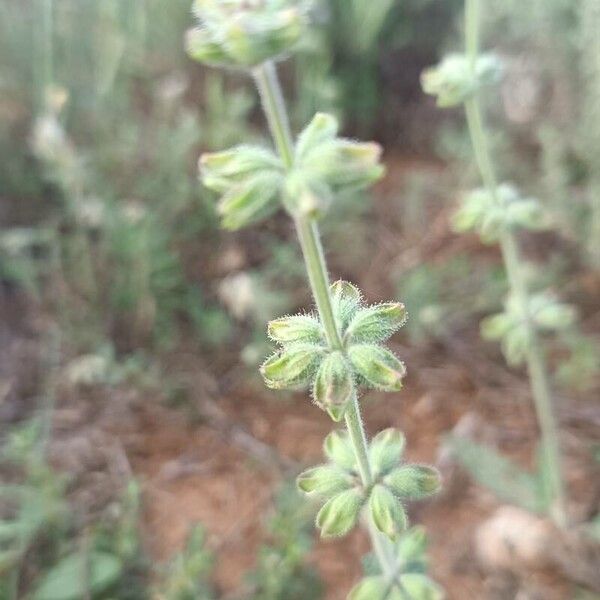 Salvia verbenaca Квітка