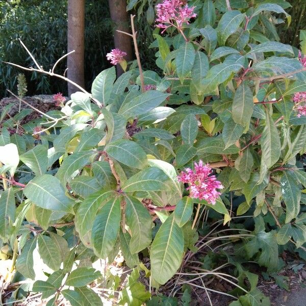 Fuchsia paniculata Yaprak