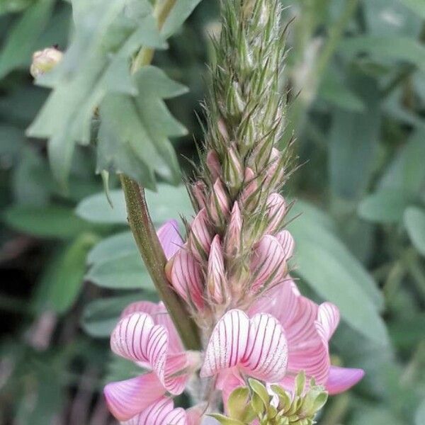 Onobrychis viciifolia Flower