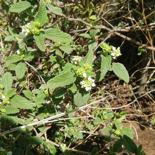 Lantana viburnoides Συνήθη χαρακτηριστικά