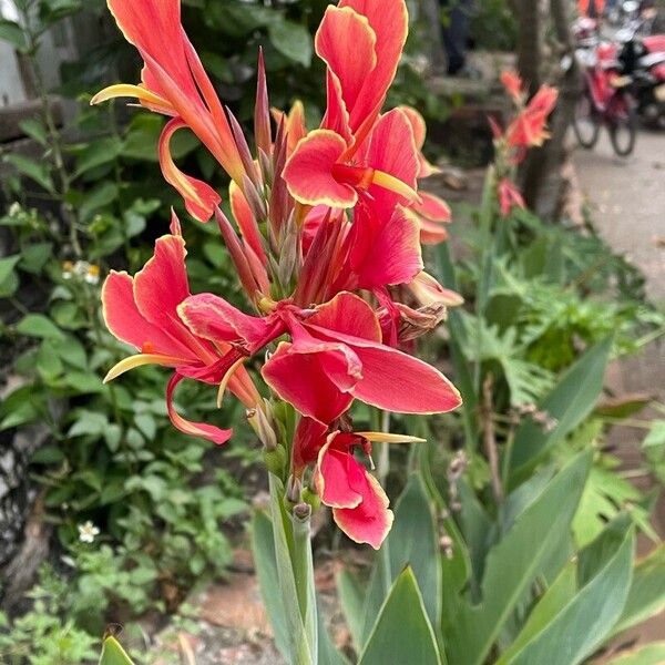 Canna × hybrida Flower