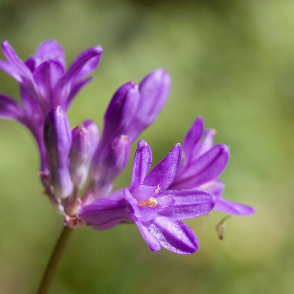 Dichelostemma multiflorum Floro