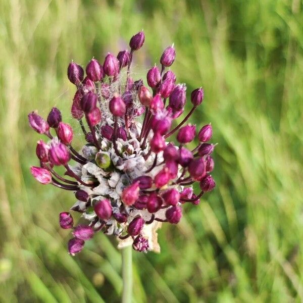 Allium scorodoprasum Blomst