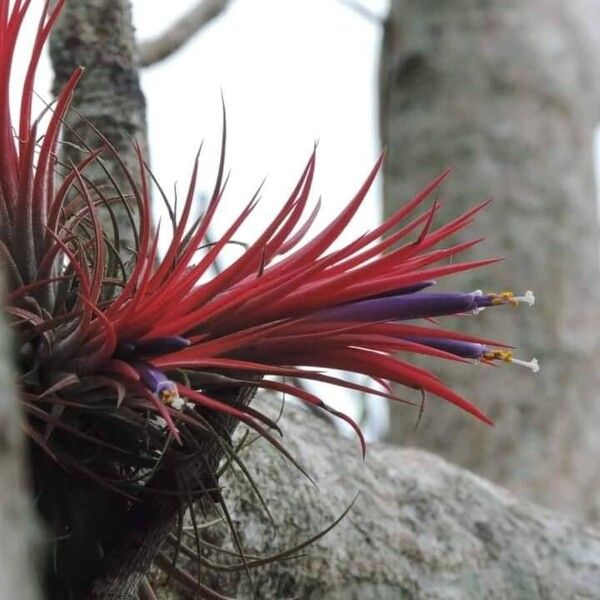 Tillandsia ionantha Habit