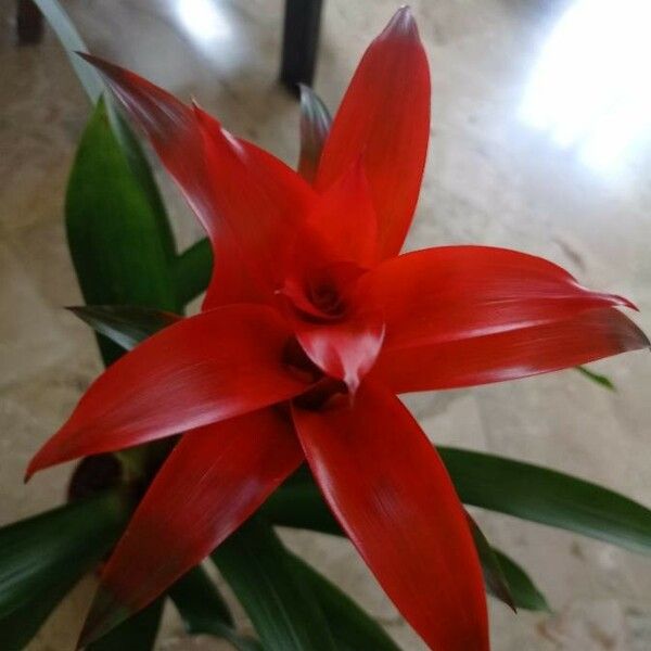 Guzmania spp. Φύλλο