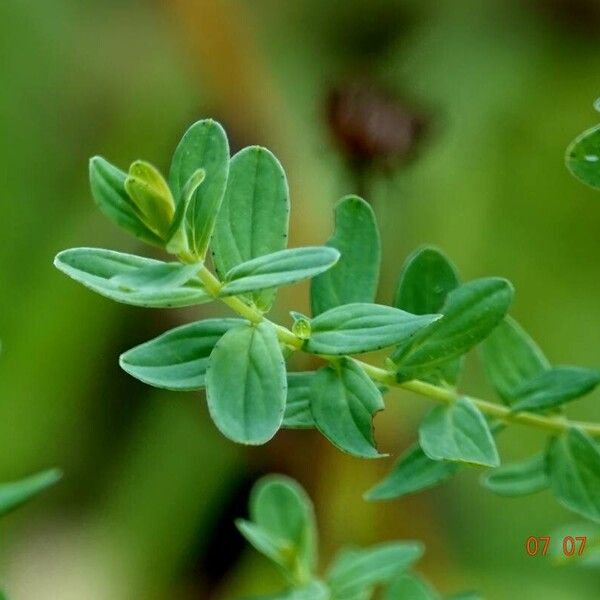 Hypericum maculatum Leaf