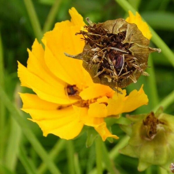 Coreopsis lanceolata Fruit