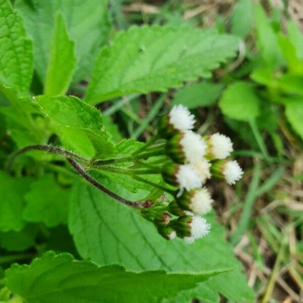 Ageratum conyzoides Цветок