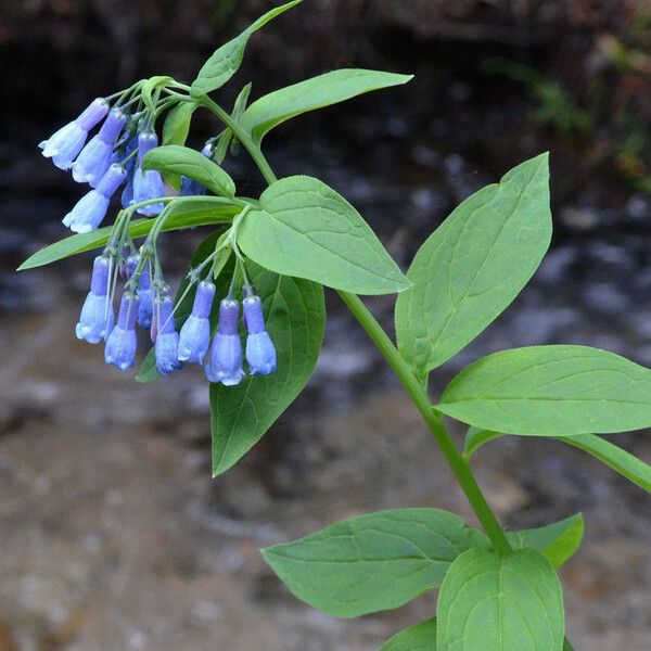 Mertensia ciliata Habitus