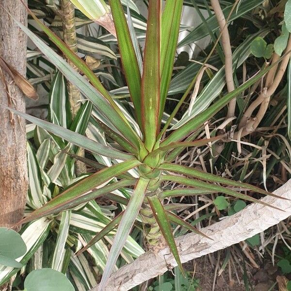 Dracaena reflexa Blatt