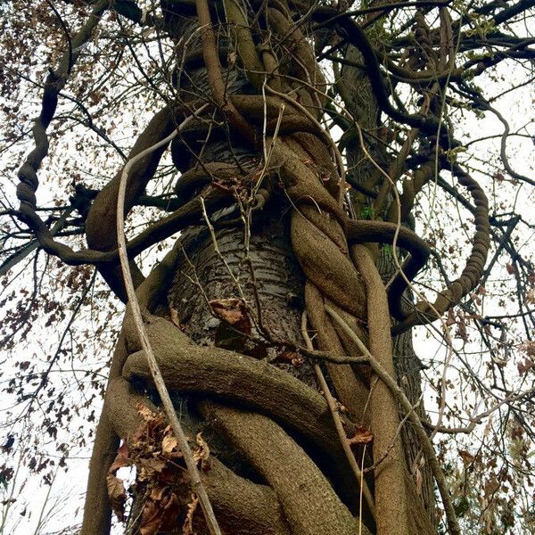 Wisteria sinensis Rusca