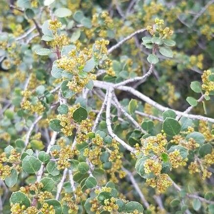 Quercus coccifera Flor