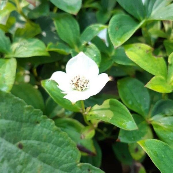 Cornus canadensis Λουλούδι