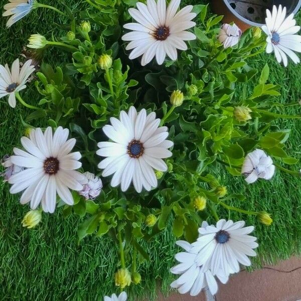 Osteospermum ecklonis Blomma