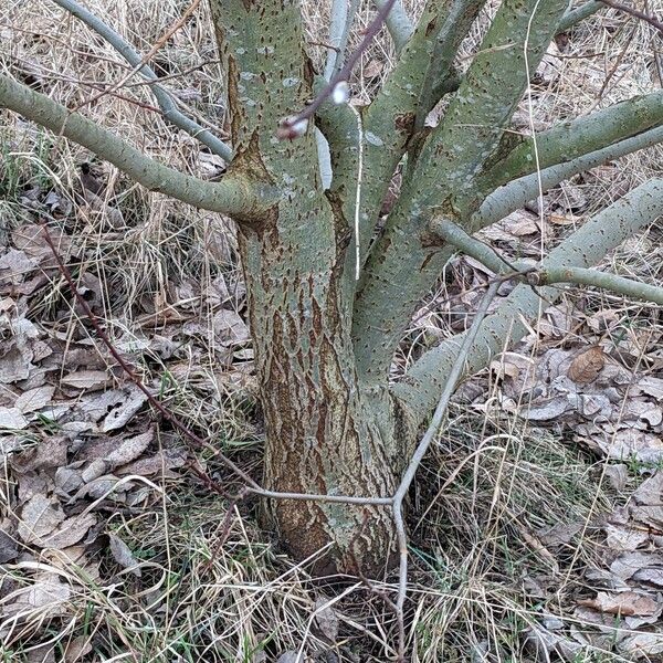 Salix caprea Rhisgl