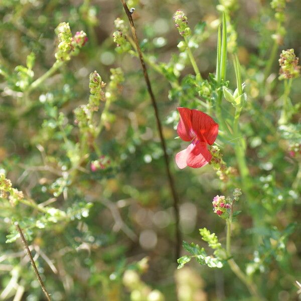 Lathyrus setifolius Květ