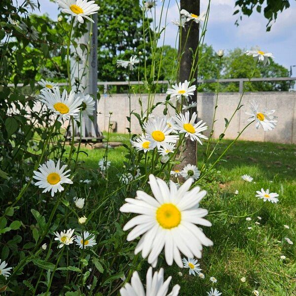 Leucanthemum ircutianum Агульны выгляд