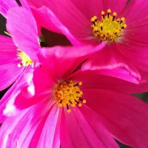 Cosmos bipinnatus Flower