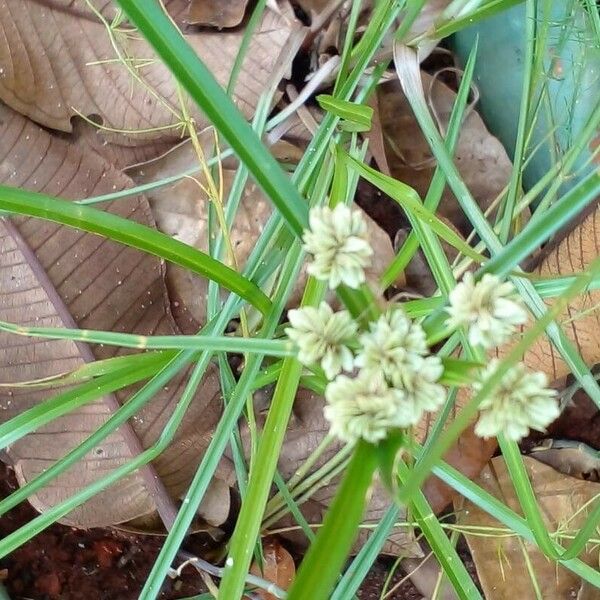 Cyperus luzulae Levél