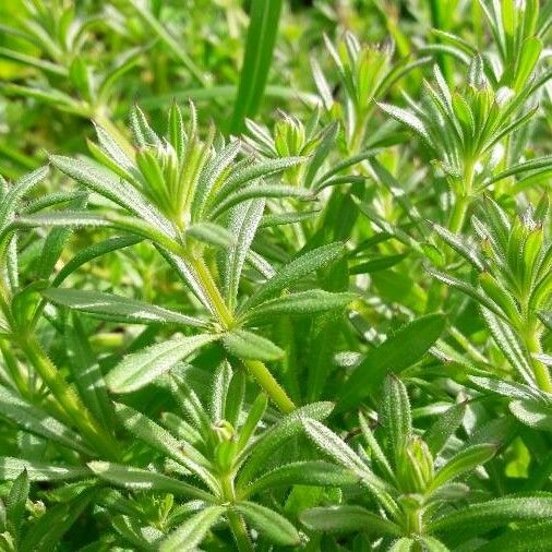 Galium aparine पत्ता