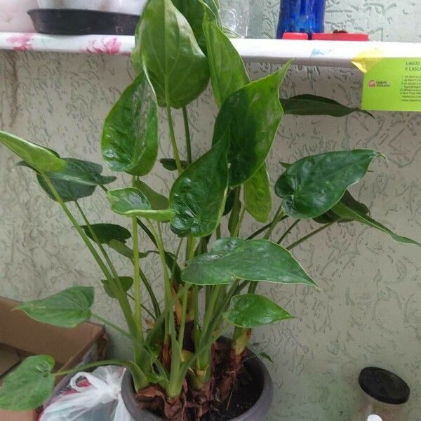 Philodendron hederaceum Fulla