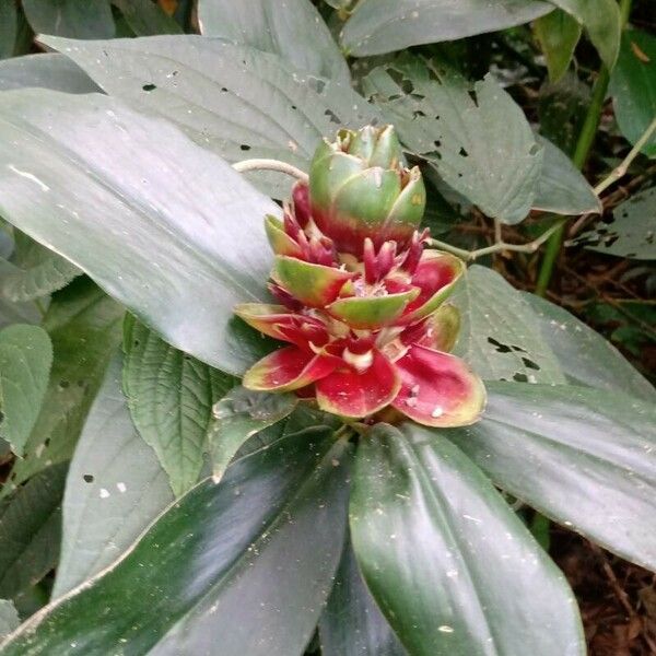 Costus spiralis Blüte