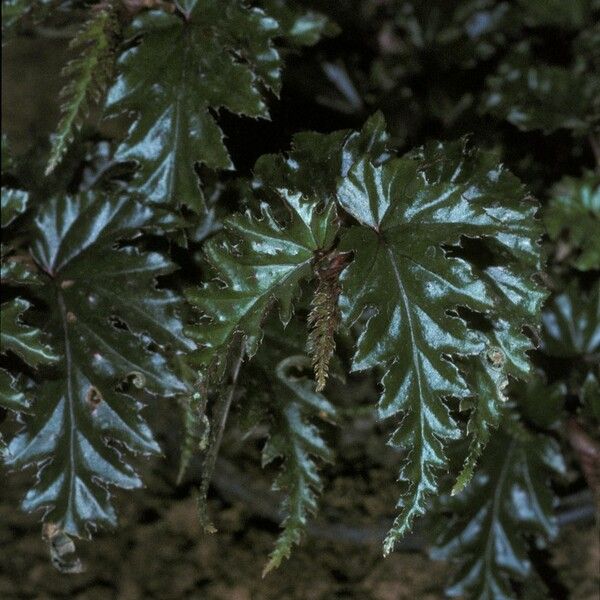 Begonia guaduensis Leht