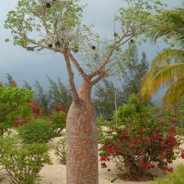 Adansonia za Φρούτο