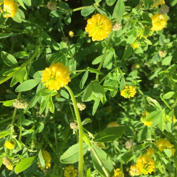 Trifolium aureum Folla