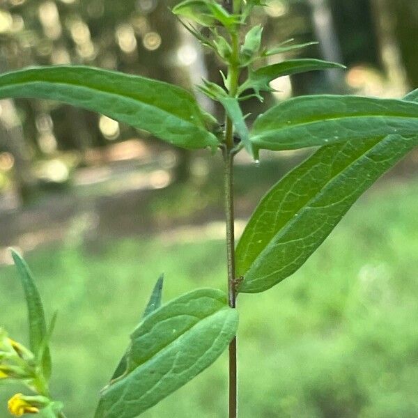 Melampyrum pratense Folha