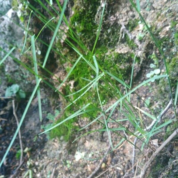 Poa nemoralis Leaf