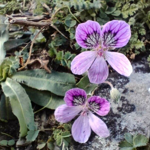 Erodium glandulosum Flower