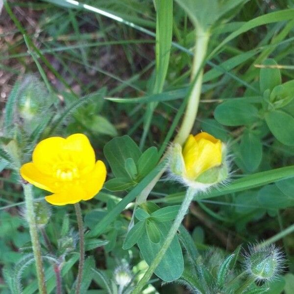 Ranunculus bulbosus Flower